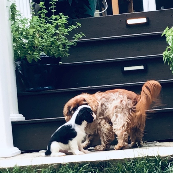 Meet your Posher, Jonah - Picture 1 of 1